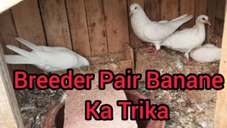 Kabutaron ke breeder pair taiyar Karne Ka Tarika #masadbirds #breederpair #kabootar