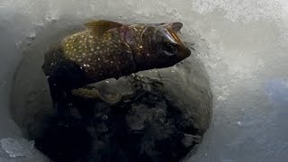 Young lake trout coming out of the water 💦 #icefishing #trout #maineoutdooradventures