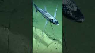 Tripod Fish | Ikan laut dalam yang mempunyai sirip seperti kaki  #shorts #wildlife #hewan #animals