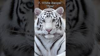 Top 10 Most Beautiful Animals in the World