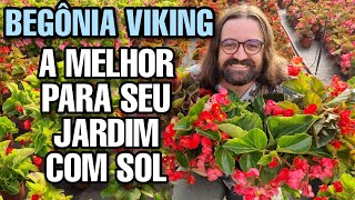 ME APAIXONEI pela BEGÔNIA VIKING de SOL - RESISTENTE E BRILHANTE - JARDIM