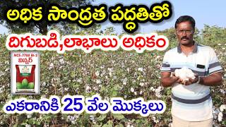 ఎకరానికి 20- 25 వేల మొక్కలు hdps cotton farming@MalleshAdla