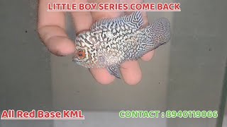 Little Boy series comeback | Premium quality flowerhorn for sale@smaquagarden