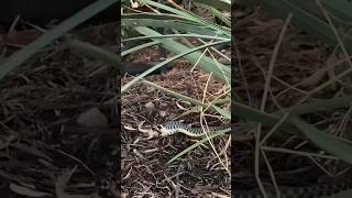 Garter Snake Caught a Toad