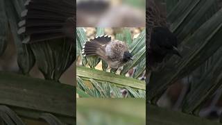 "Nature's Romance: Bulbul Edition" #shorts #trending #trendingshorts #redventedbulbul #bulbul ♥️🐦