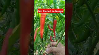 SILI LOADED SA BUNGA