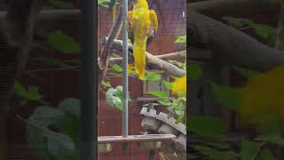 Golden Conures Flying and Hanging Around at Santa Fe College Teaching Zoo in Gainesville, Florida