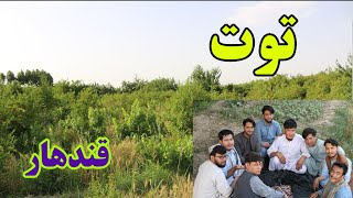 توت خوری در ولسوالی ارغنداب ولایت قندهار|Berry picking in Arghandab district of Kandahar |کیهان