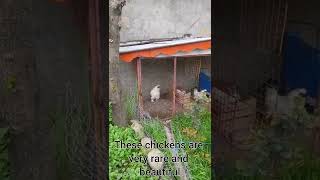 کاشت سبزیجات در خیابان،مرغ و خروسPlanting vegetables on the street, chickens and roosters