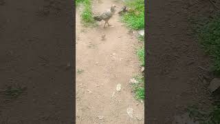 Cute hen and chicken