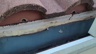 Gutters installed wrong