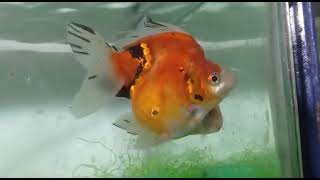 Calico Ryuinkin goldfish breeding pair.