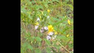 Spider Hunting In Ocala National Forest