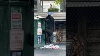 You have to see this Bear! #fypシ #fyp #ytshorts #shortsvideo #shorts #wildlife #viral #viralshort