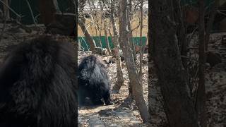 Why so happy Mr Bear?🙃Banerghatta National park | Bangalore | jungle safari | travel | vlog