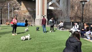 French Bulldog meetup at Northwest Hoboken dog park