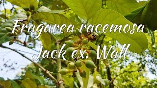 Fagraea racemosa Jack ex Wall. Antidote Snack Bite Plant