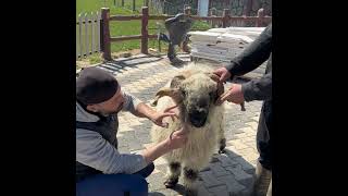 Black nose valais banyo zamanı😊