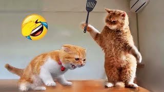 CLASSIC Dog and Cat Videos🐶😛1 HOURS of FUNNY Clips😻👋