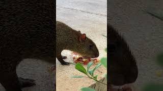 Full video of agouti eating pineapple pizza