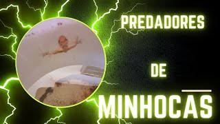 #Predadores de minhocas