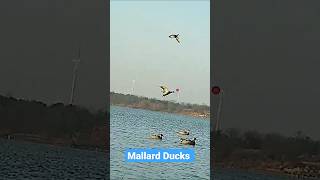 Neel Sar Murghabi Shikar Mallard Ducks Hunting #shikari