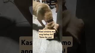 dogy Tama ba Yan! #vlog