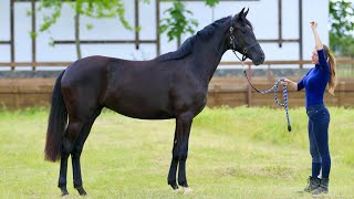 For Sale! Mare Beretta ST by Bon Couer - Fürstenball 2,5 years, 167 cm, OL, for sport dressage