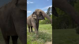 The Elephant Sanctuary | Sissy and Nosey Eat Bamboo