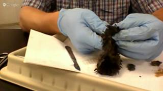 mole skinning