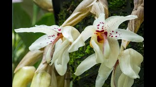 Episode 7 Stanhopea orchids. Only a few days of absolute joy - but it's worth it! July 2021