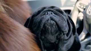 Pug trying to sleep in car