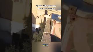 El gato volador si existe