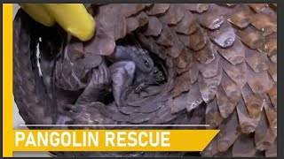 Heartwarming pangolin rescues | Animal rescue compilation