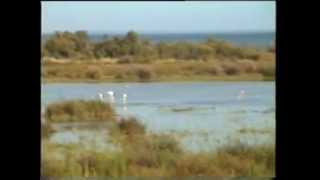 Arles et la Camargue en  1994