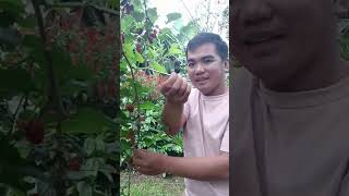 Sharing my Illinois mulberry #agricoolture #highlights