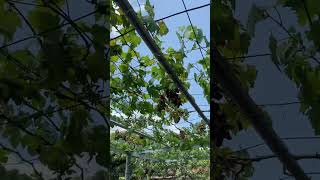 Heavy grapes #plants #garden #harvest #farming #organic #grape