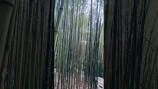 Mirador Bamboo Eco Park #shortsvideo #shortsviral #shortsfeed #travel #reels #minivlog