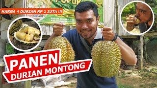 Panen Durian Montong Thailand Premium TERBESAR di Kampar Riau, Dijual per Kg #durian #durianmontong