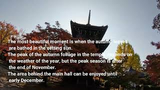 Shin nyo do Temple Autumn leaves