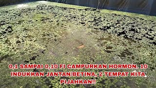 CARA MENCAMPUR HORMON 0,1 SAMPAI 0,10. 10 INDUKAN BISA DIPIJAHKAN JANTAN/BETINA DI DALAM 2 TEMPAT!!!