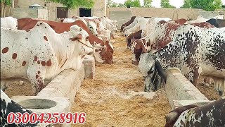 عزیز کیٹل فارم اینڈ پلائی سینٹر حاصل پور Aziz Cattle Farm and Palai Center Hashilpur