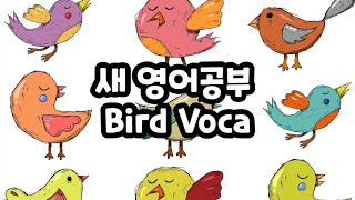 조류영어 ㅣ 새 영어공부 ㅣ Bird Voca #기초영어 #영어회화 #basicenglish #영어공부 #영어  #어린이영어 #영어유치원 #유치원영어  #초등영어