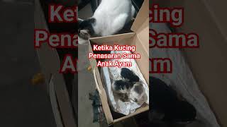 Tingkah #lucu  #kucingkampung penasaran sama anak #ayamkampung