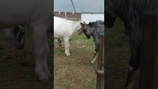 goat fight