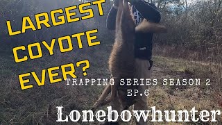 Ancient old coyote on the trapline.( trapping series season 2 episode 6)