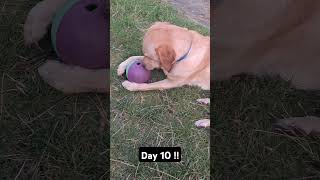 Day 10 until my dog gets 1k subscribers