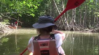 Kayaking the mangroves in CostaRica Dec. 2019