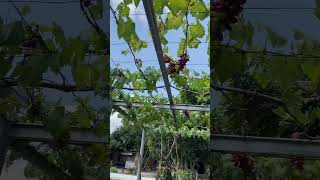 Grapes ded with organic fertilizers #plants #garden #harvest #farming #organic #grape