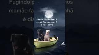 Eu ouvi banho? #cachorros #cachorrosengraçados #pets